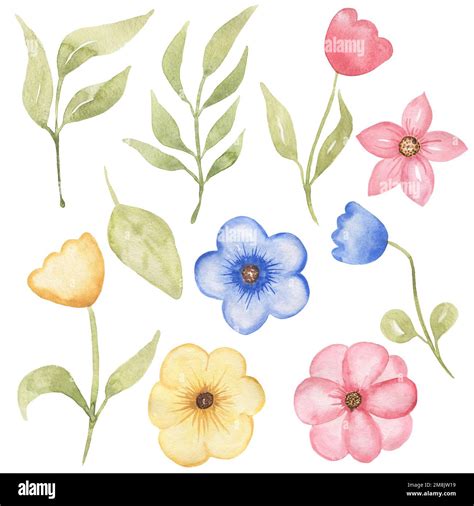 Delicate Cute Flowers Set Wildflowers Clipart Watercolor Hand Drawn