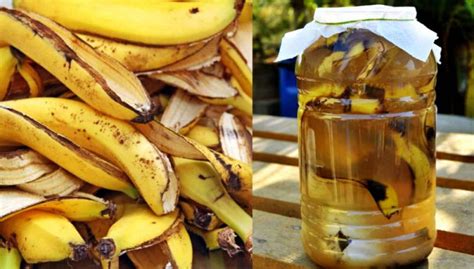 Potencia tus plantas con este té casero de cáscara de plátano un