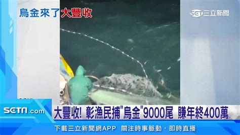 大豐收！天冷魚群遷移 彰化漁民捕獲「烏金」9千尾賺進4百萬 三立新聞網影音 Line Today