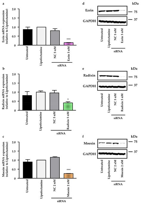 Pharmaceuticals Free Full Text Role Of Ezrin Radixin Moesin In The