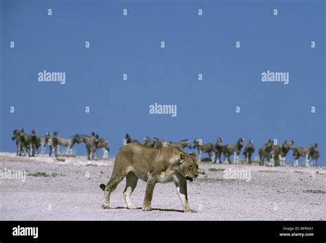 Lioness Panthera Leo Walking Across Open Ground Watched By A Herd Of