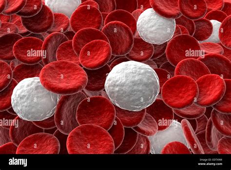 Red Blood Cells And White Blood Cells And Plasma