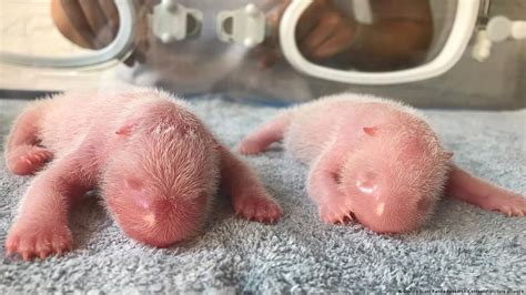 Twin Giant Panda Cubs Born At China Research Center Dw