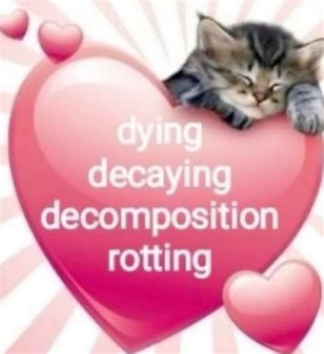 Dying Decomposition Rotting Ifunny Brazil