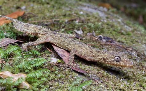 Broad Tailed Gecko Phyllurus Platurus Tyler Monachino Flickr