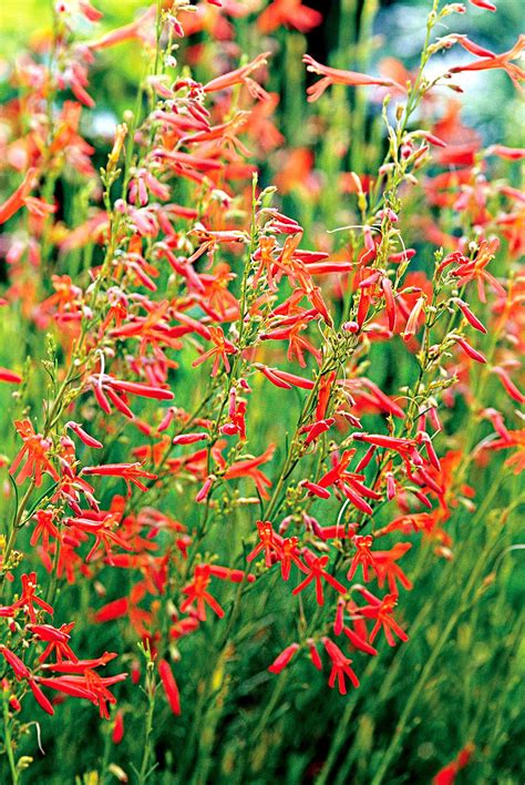 14 Drought-Tolerant Perennials That Can Survive Tough Summers