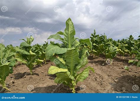 Pianta Di Tabacco Fotografia Stock Immagine Di Campagna