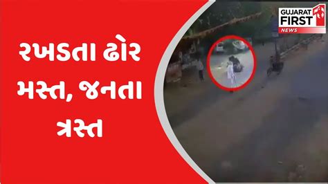 Rajkotમાં ઢોરની અડફેટે મહિલા ઈજાગ્રસ્ત Cctv આવ્યા સામે Gujarat First