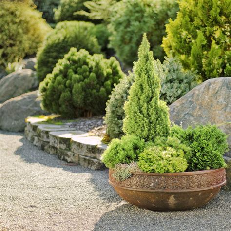 Evergreen Plants For Garden Pots