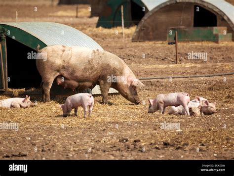 Suffolk Farming Hi Res Stock Photography And Images Alamy