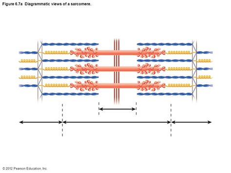 Sarcomere Diagram | Quizlet