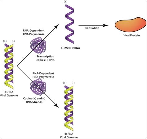 What Is A Positive Sense Single Stranded Rna Ssrna Virus