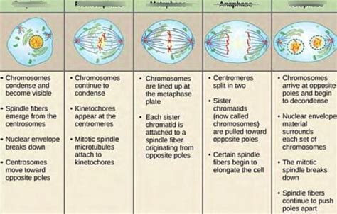 Mitosis Diagram Quizlet