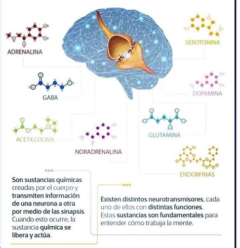 Pin De Josefina Chavez En Endorfinas Endorfinas Neurotransmisores