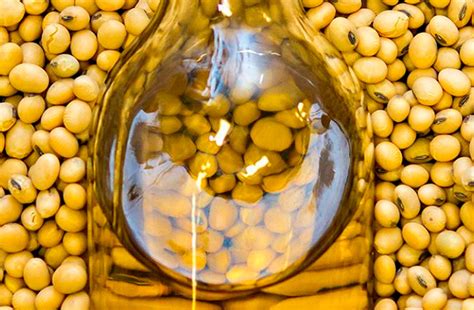 Soybean Oil Genidigroup