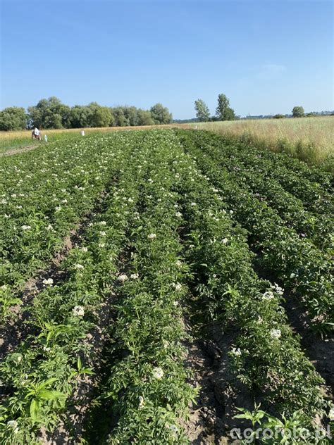 Ziemniaki Ziemniaki Agrofoto Pl Forum Rolnicze I Galeria Rolnicza