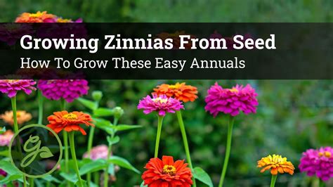 Growing Zinnias From Seed How To Grow These Easy Annuals YouTube