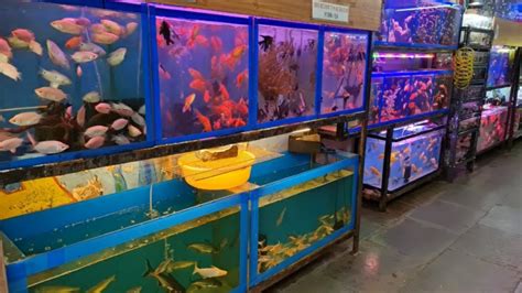 Pyramid Aquarium Fish Shop YouTube