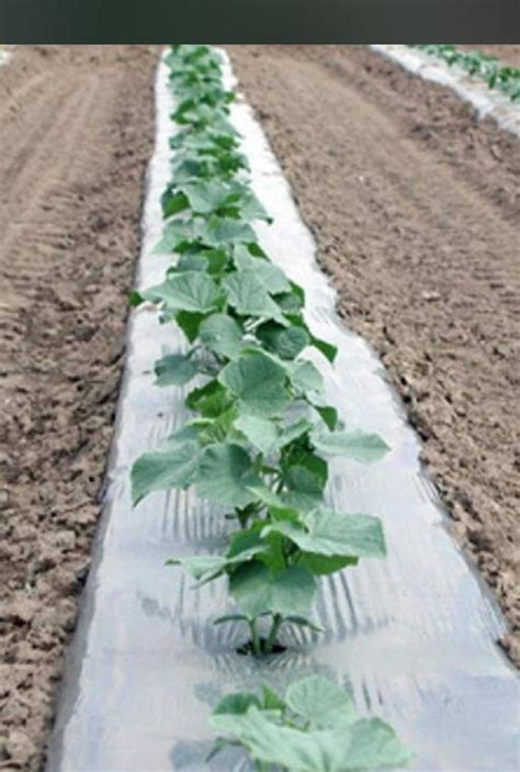 Plastic Biodegradable Mulching Film For Agriculture Mm At Rs