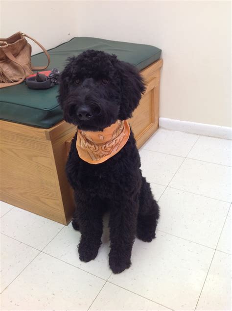 Giant Schnoodle Breeders & Puppies for Sale in Raleigh NC | Pierce ...