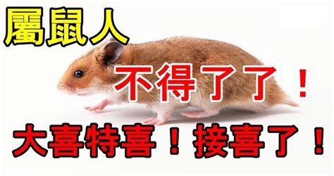 屬鼠人不得了了！大喜特喜！接喜了！ Peekme