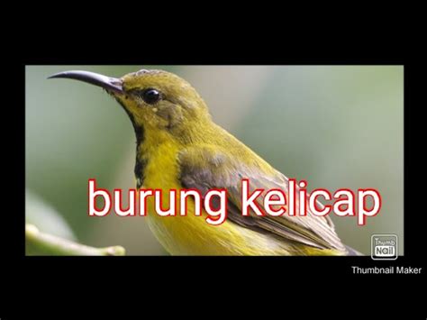 Makanan Burung Kelicap Kunyit Cameron Ellison