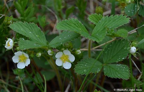 Fragaria virginiana | Illinois Botanizer