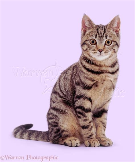 Tabby cat sitting photo WP02816