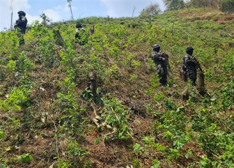 Nueva plantación de coca encuentran en Patuca Proceso Digital