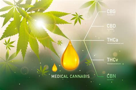 Beneficios Del Aceite De Cbd Usos Médicos Del Aceite De Cbd Y El Cáñamo Vector Premium