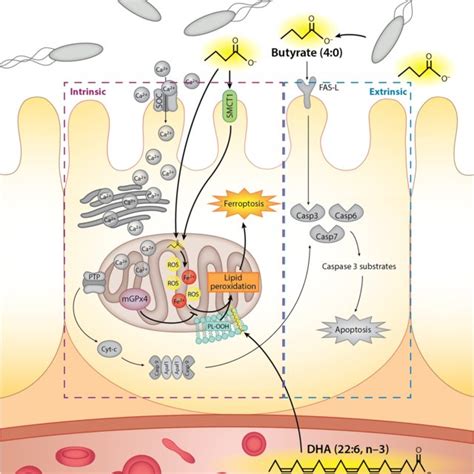 Proposed Mechanisms By Which Supplemental N 3 PUFA And Butyrate From