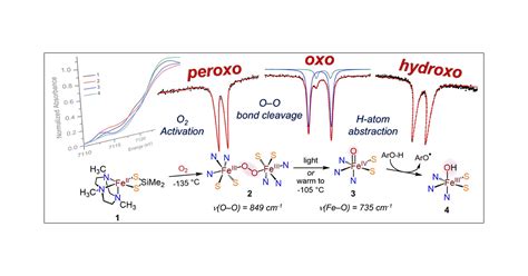 Activation Of Dioxygen By A Mononuclear Nonheme Iron Complex