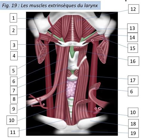 Fig 19 Les muscles extrinsèques du larynx Diagram Quizlet