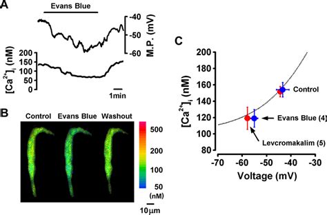 Membrane Hyperpolarization And Ca 2 I Decrease Induced By K Channel