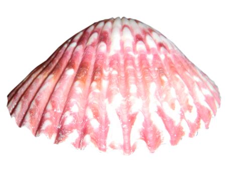 Png Sea Shell 19 By Irisustockimages On Deviantart