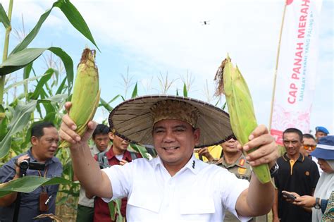 Kunker Di Kabupaten Konawe Pj Gubernur Sultra Panen Cabai Dan Tomat