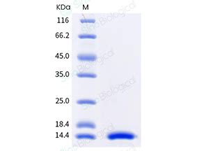 Gmp Grade Recombinant Human Il Protein Gmp Hnae Sino Biological