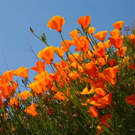 California Orange Poppy Eschscholzia Californica Annies Heirloom Seeds