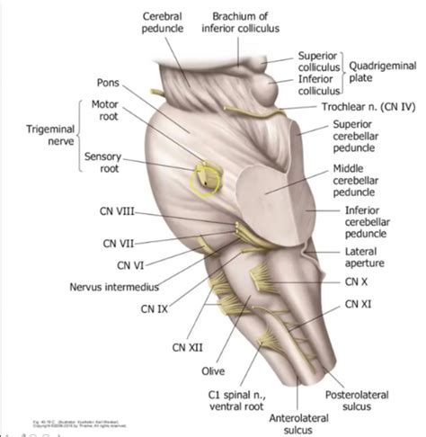 Neurosciences Week Flashcards Quizlet