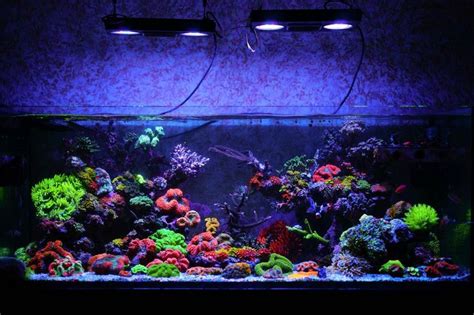 Stunning Aquarium Spotlight Jourdy S R2R Tank