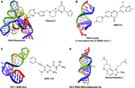 Rna Structure Of Rna 09B