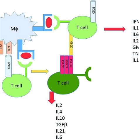 Foxp As A Static T Cell Regulator Independent Of Treg Status Cells