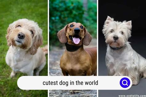 The Cutest Dog In The WORLD 2024 (Photos) - Oodle Life