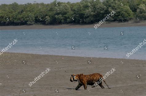 Royal Bengal Tigress Wearing Radio Collar Editorial Stock Photo Stock