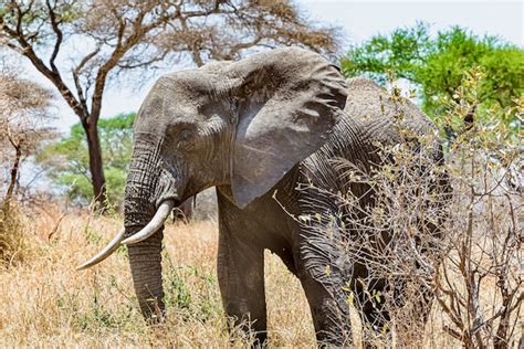 Primer Plano De Un Lindo Elefante Caminando Sobre La Hierba Seca En El