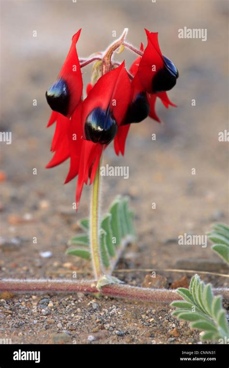 Sturt S Desert Pea Swainsona Formosus Flowering Sturt N P New