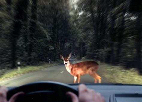 Souveräner Umgang mit Wildwechsel im Herbst