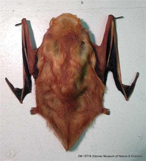 Eastern Red Bat Lasiurus Borealis Zm13778 Eastern Red B Flickr