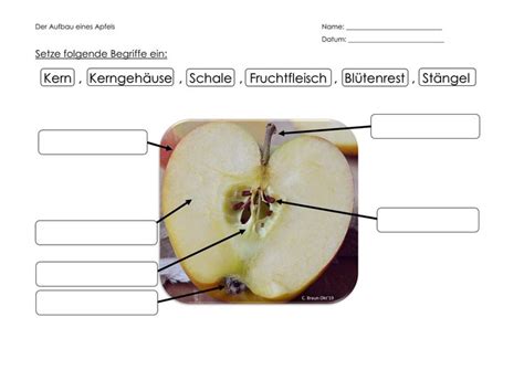 Der Aufbau Eines Apfels Apfel Unterrichtsmaterial Sachunterricht