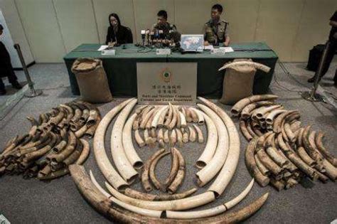 Footage Of Ivory Smuggling Tips In Stores Angers Activists